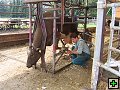 thn_Troubelice 2006 047.jpg